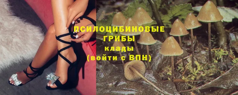 Галлюциногенные грибы Psilocybe  Гуково 